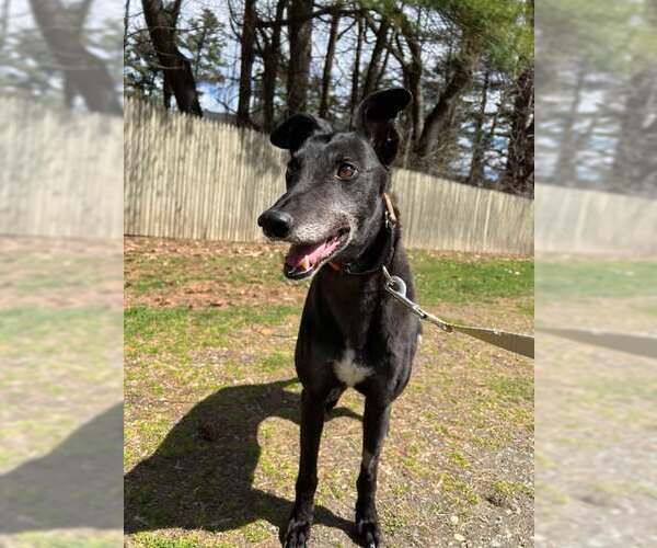 Medium Photo #2 Greyhound Puppy For Sale in Cherry Hill, NJ, USA