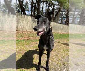 Rolo - Male Greyhound Dog for Adoption - Photo #2