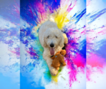Small Photo #6 Goldendoodle Puppy For Sale in McKinney, TX, USA