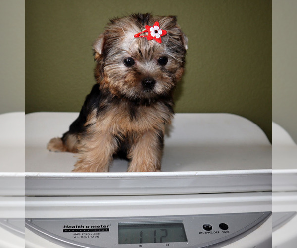 Medium Photo #5 Yorkshire Terrier Puppy For Sale in LOS ANGELES, CA, USA