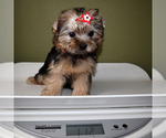 Small #4 Yorkshire Terrier
