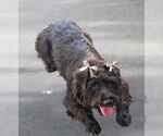 Small Cairn Terrier Mix