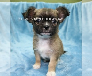 Chihuahua Puppy for sale in MUSKOGEE, OK, USA
