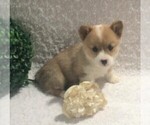 Small Photo #1 Pembroke Welsh Corgi Puppy For Sale in FREDERICKSBG, OH, USA