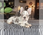 Small Photo #11 French Bulldog Puppy For Sale in FRANKLIN, IN, USA