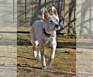 Willow - Female Siberian Husky Dog for Adoption - Photo #5