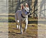 Small #4 Siberian Husky