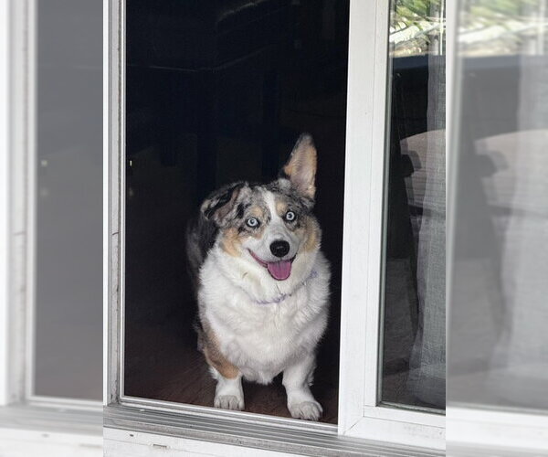 Medium Photo #2 Mutt Puppy For Sale in Denver , CO, USA