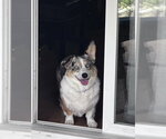Small #1 Mutt