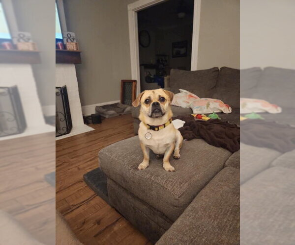 Medium Photo #3 Pug Puppy For Sale in Fairfax, VA, USA