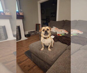 Pugslie *Adopt or Foster* - Male Pug Dog for Adoption - Photo #3