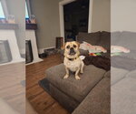Small Photo #3 Pug Puppy For Sale in Fairfax, VA, USA