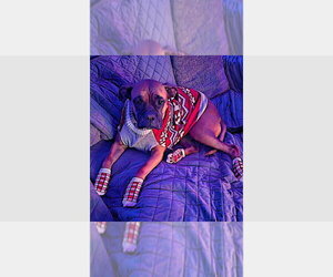 Boxer Dogs for adoption in Austin, TX, USA