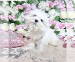 Small Photo #70 Maltese Puppy For Sale in HAYWARD, CA, USA