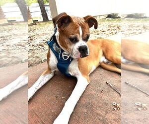 Bentley II - Male Boxer Dog for Adoption - Photo #2