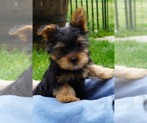 Yorkshire Terrier Puppy for sale in DENVER, PA, USA