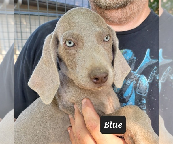 Medium Photo #1 Weimaraner Puppy For Sale in BERESFORD, SD, USA
