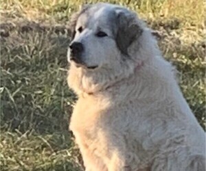 Great Pyrenees Dog for Adoption in MOUNT AIRY, North Carolina USA