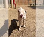 Small #1 American Pit Bull Terrier