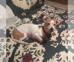 Basset Hound-Unknown Mix Dogs for adoption in Middlesex, NC, USA
