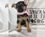 Small #3 German Shepherd Dog