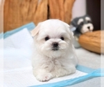 Small Photo #3 Maltese Puppy For Sale in SAN FRANCISCO, CA, USA