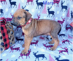 Small Photo #2 Rhodesian Ridgeback Puppy For Sale in POTEAU, OK, USA