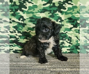 ShihPoo Puppy for Sale in SHAWNEE, Oklahoma USA