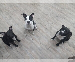 Lilith aka Lily - Female Mutt Dog for Adoption - Photo #11