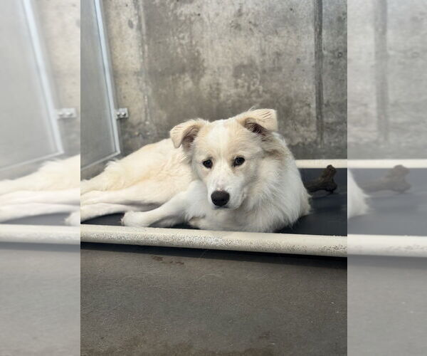 Medium Photo #2 Great Pyrenees-Unknown Mix Puppy For Sale in Oak Bluffs, MA, USA