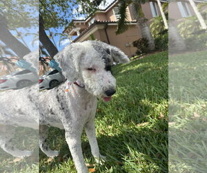 Poochie 1366 - Female Golden Retriever-Unknown Mix Dog for Adoption - Photo #2