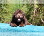 Small #2 ShihPoo