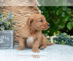 Puppy Dezi Golden Retriever