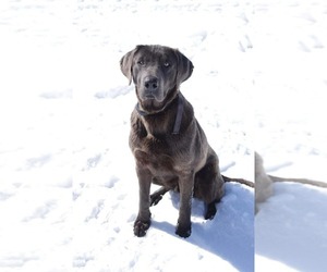 Labrador Retriever Puppy for sale in ROSEBORO, NC, USA