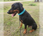 Small #3 Doberman Pinscher