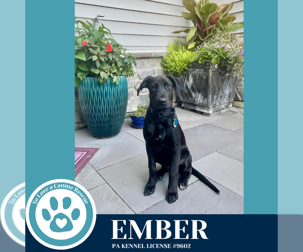 Medium Photo #4 Catahoula Leopard Dog-Great Dane Mix Puppy For Sale in Kimberton, PA, USA