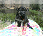 Small #4 German Shepherd Dog