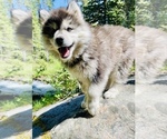 Small Photo #8 Siberian Husky Puppy For Sale in ANACONDA, MT, USA