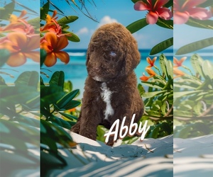 Aussiedoodle Puppy for Sale in LAKELAND, Florida USA