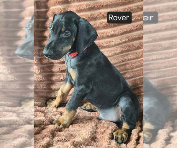 Medium Photo #3 Doberman Pinscher Puppy For Sale in POMEROY, OH, USA