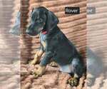 Small #2 Doberman Pinscher