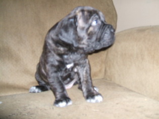 Cane Corso Puppy for sale in SEABECK, WA, USA