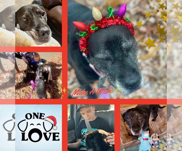 Medium Photo #20 Boxer-Unknown Mix Puppy For Sale in Mount Laurel, NJ, USA