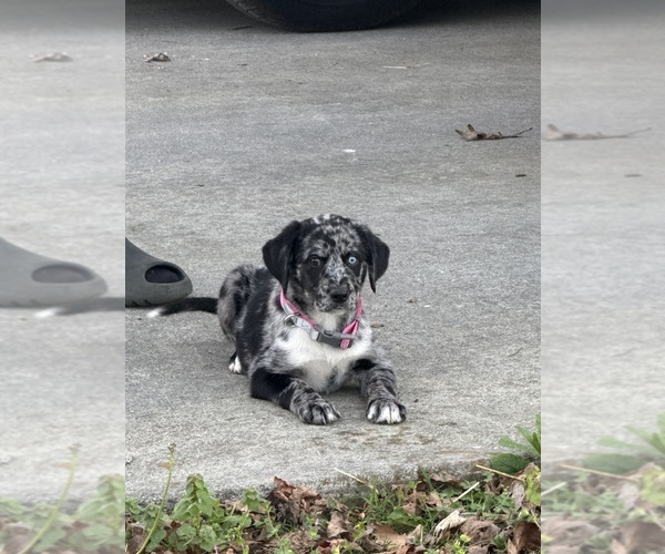 Medium Photo #1 Aussiedor Puppy For Sale in ATHENS, TN, USA