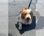 Small #1 Collie Mix