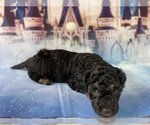 Small Photo #41 Aussiedoodle Miniature  Puppy For Sale in COMMERCE, MI, USA