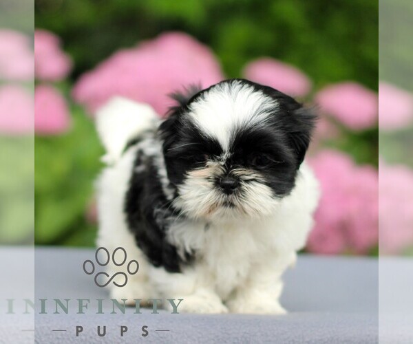 Medium Photo #3 Shih Tzu Puppy For Sale in GORDONVILLE, PA, USA