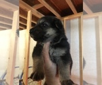Small Photo #2 German Shepherd Dog Puppy For Sale in GRAHAM, MO, USA