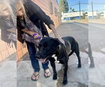 Small #11 Labrador Retriever Mix