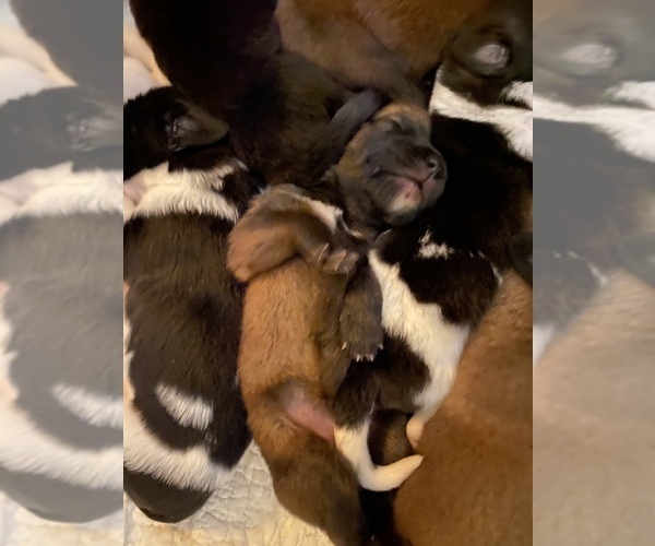 Medium Photo #7 Saint Berdoodle-Saint Bernard Mix Puppy For Sale in BEAVER FALLS, PA, USA